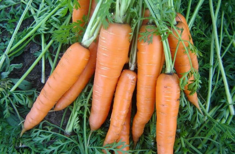 Что можно и нельзя сажать после моркови на следующий год?