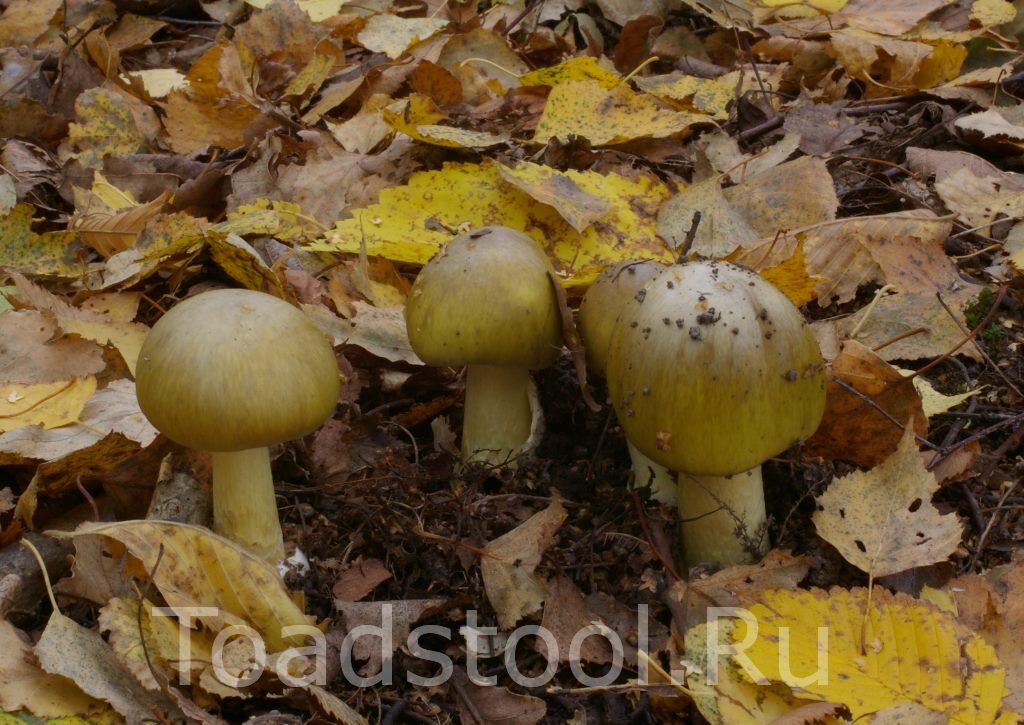 Перед таким обаянием трудно устоять (фото И.Лебединского)