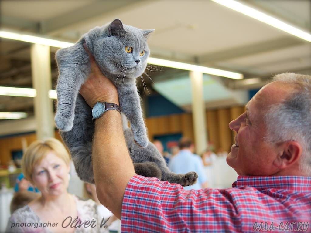 Голубой британский кот | Британские котята GALA-CAT | Дзен