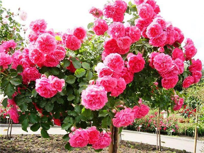 https://img0.liveinternet.ru/images/attach/c/5/88/743/88743620_large_081.jpg