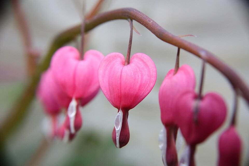 фото сайта: pixabay.com