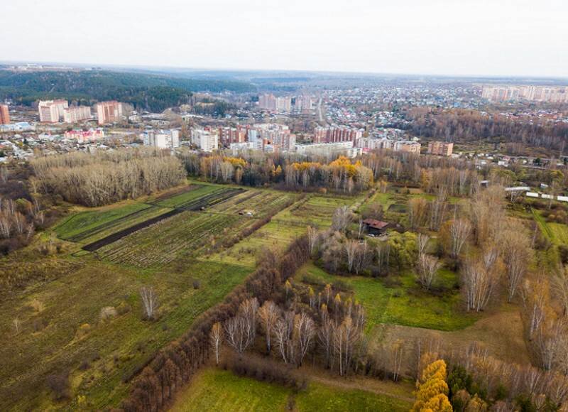 Городских лесов в Томске становится все меньше