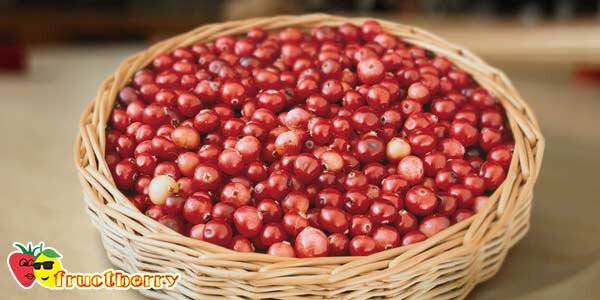 Пользу приносят не только плоды, но и листья. Отвары из листьев обладают антибактериальными свойствами. Ими промывают раны, используют при ангинах. Чай с листьями, принятый в бане, помогает организму избавляться от шлаков.
