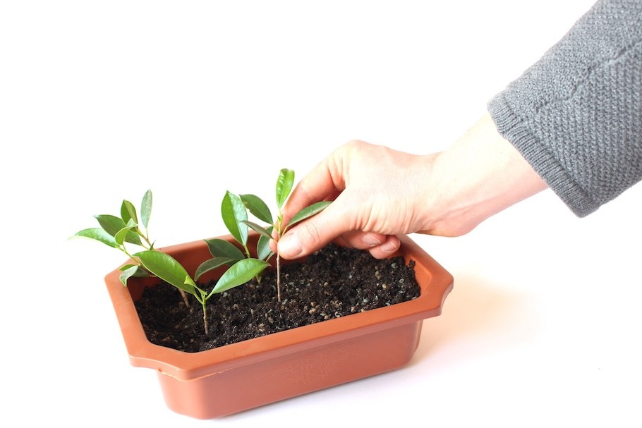 Посадка черенков на глубину около 2 см (из bonsaiempire.jp)