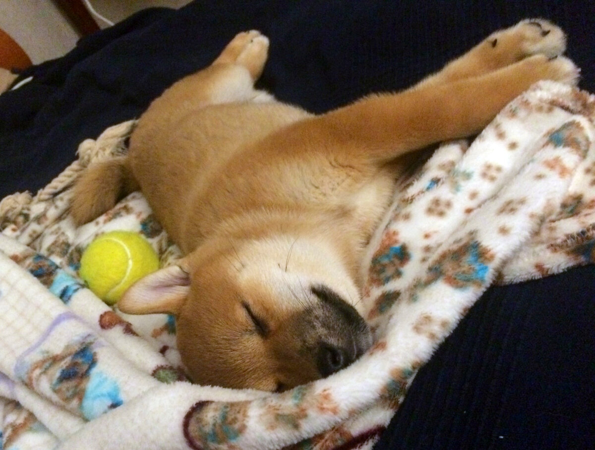 Щенок сиба-ину