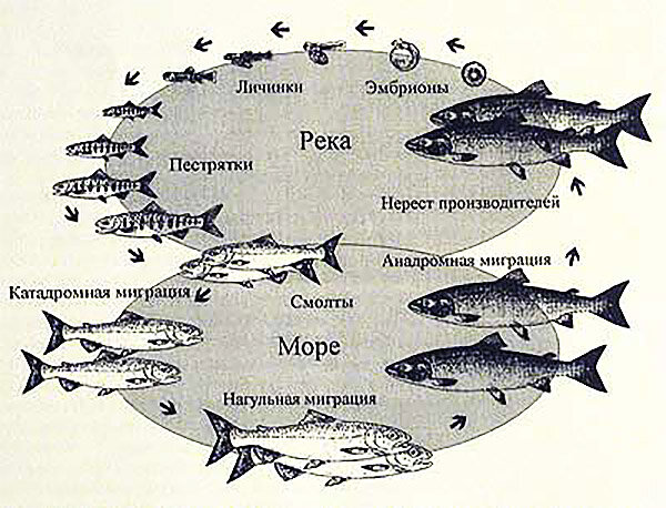 «Как размножаются гуппи?» — Яндекс Кью