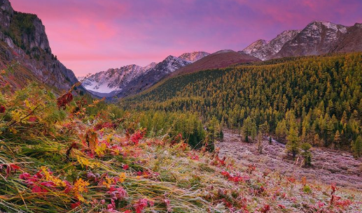 Почему нельзя держать камыш в доме