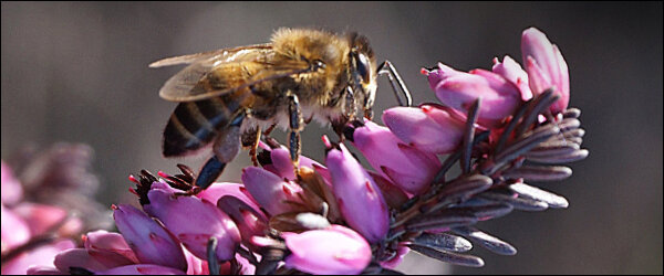 Мед из вереска – уникальный продукт пчеловодства. Он обладает особыми вкусовыми качествами, тонким ароматом и целым набором полезных для человеческого организма свойств.
