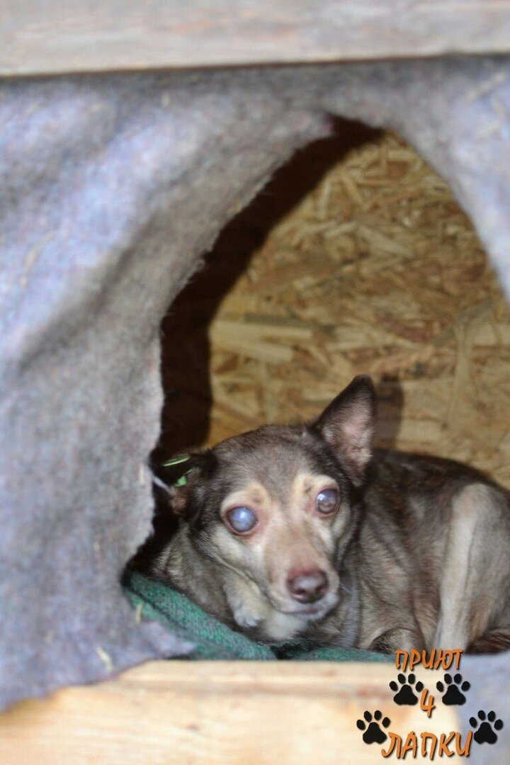 На фото: Один из первых дней в приюте...Еще боится новой и порой достаточно шумной обстановки...