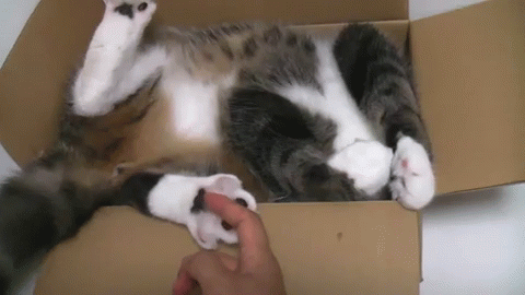 Очень тепло и уютно, а человек мешает. Источник:  https://tenor.com/view/cat-box-awkward-cute-gif-3320798