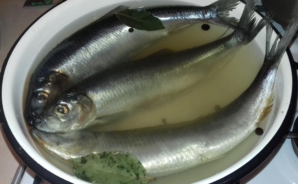 посол селедки в рассоле домашних условиях. способ солить селедку. рыба сельдь соленая. рассол для селедки малосольной. способ солить селедку.