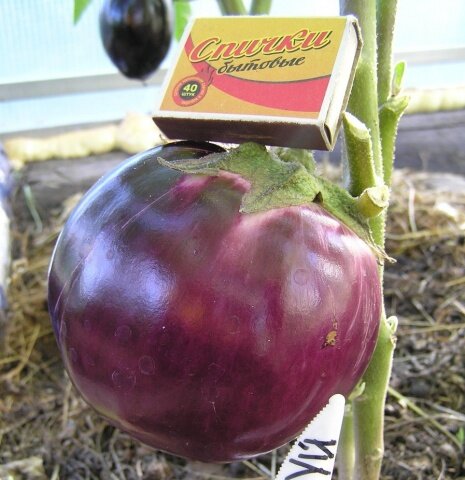 Баклажан Буржуй F1