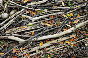    "РГ" публикует закон о свободном сборе валежника в лесу