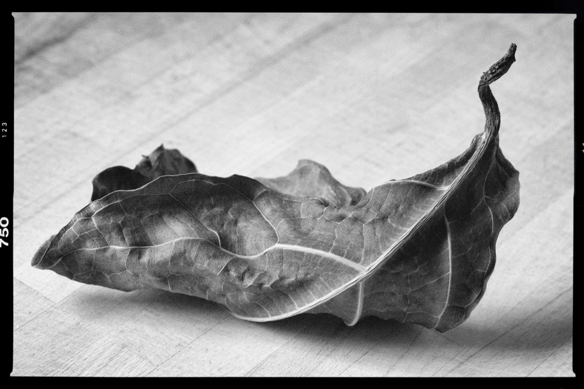 Моя фотография с сайта: https://photoskill.net