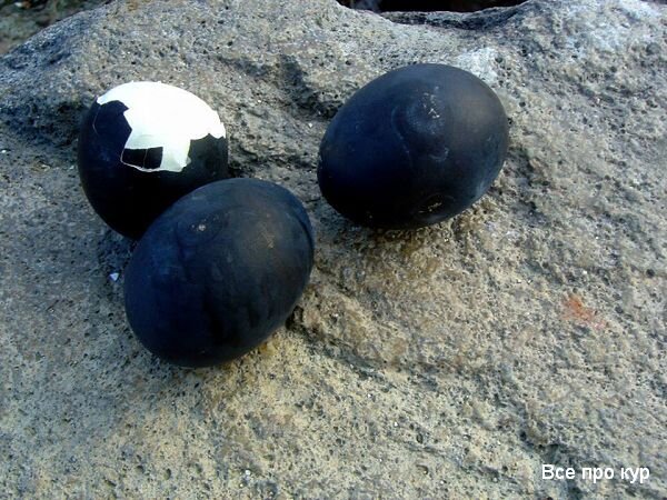 Куры с черным мясом - фото и описание Аям Цемани | Курочка | Дзен