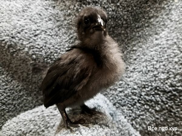 Куры с черным мясом - фото и описание Аям Цемани | Курочка | Дзен