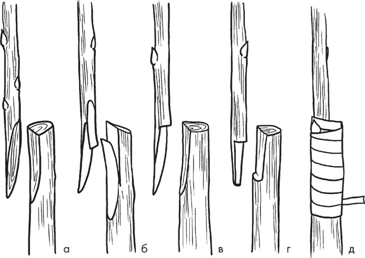 Прививка деревьев. Прививка плодовых улучшенная копулировка. Прививка яблони копулировка. Прививка черенком копулировка. Улучшенная окулировка плодовых деревьев.