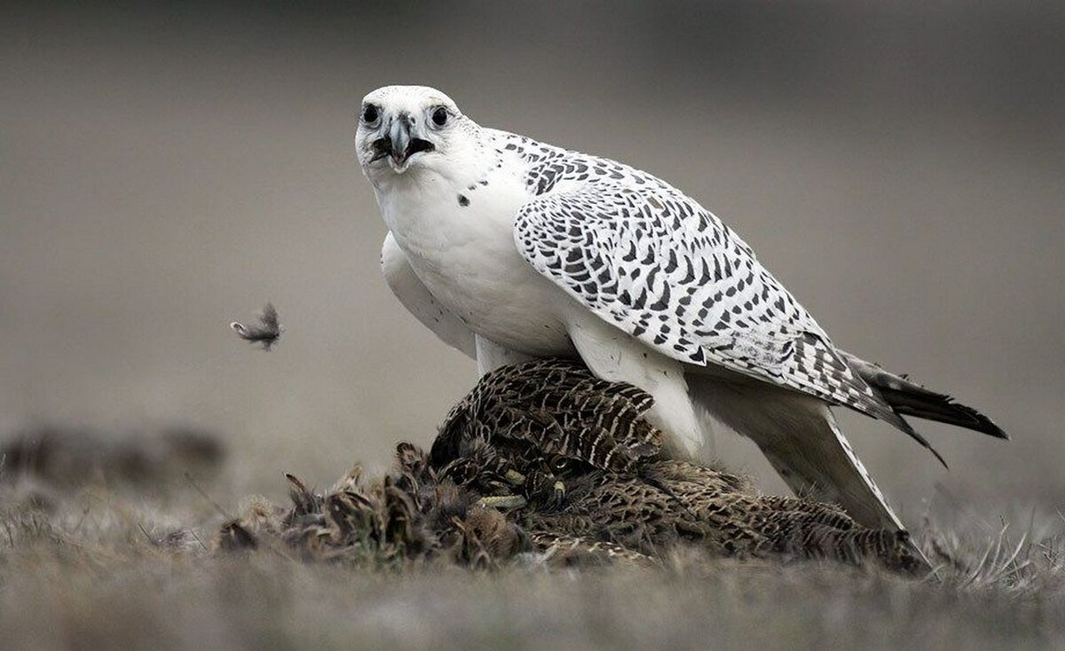 Кречет. Камчатский Сокол Кречет. Кречет в тундре. Кречет - Falco rusticolus Linnaeus. Исландский Кречет.