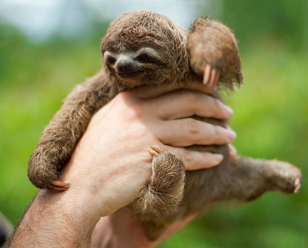 Карликовый ленивец 