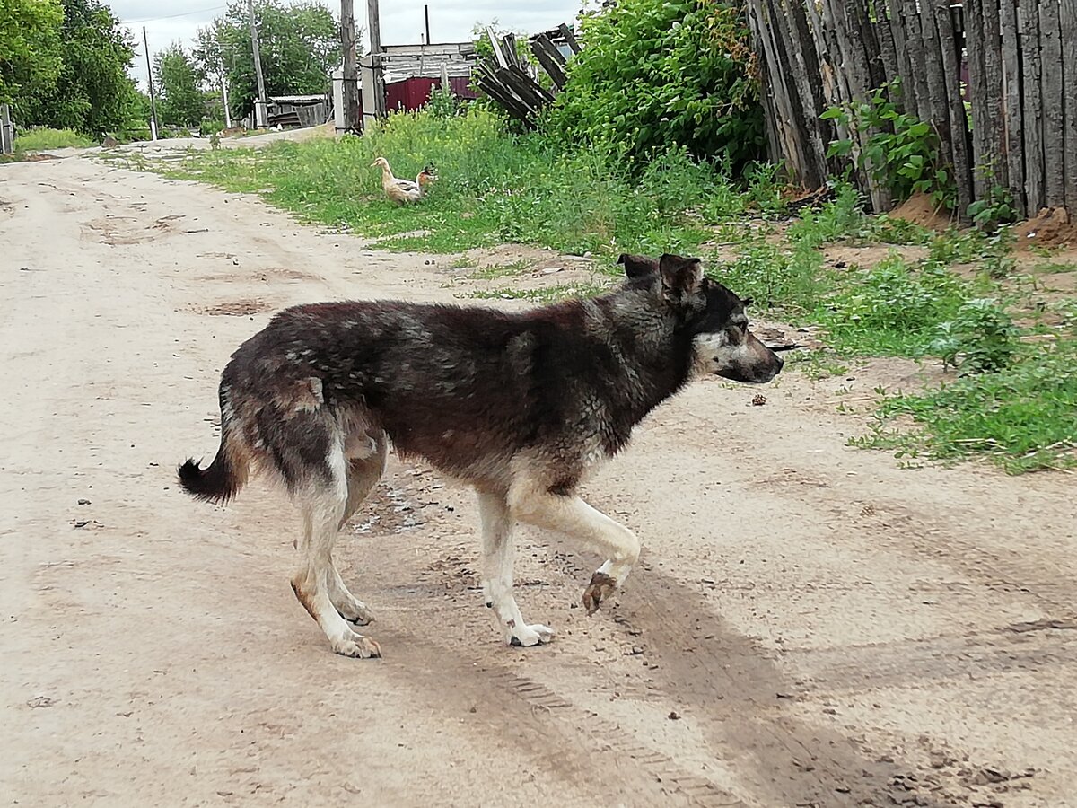 Собака в деревне фото