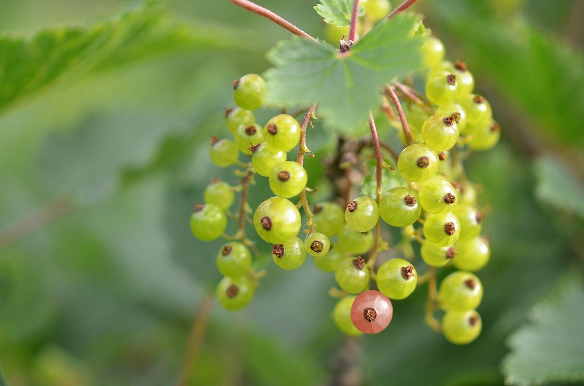 https://c.pxhere.com/photos/e0/27/red_currant_berries_immature_bush_ribes_rubrum_garden_currant_currant_ribes-1009578.jpg!d