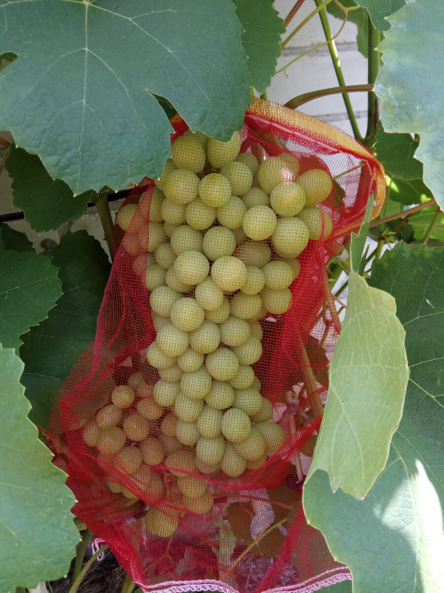 Мешочки для защиты винограда от ос