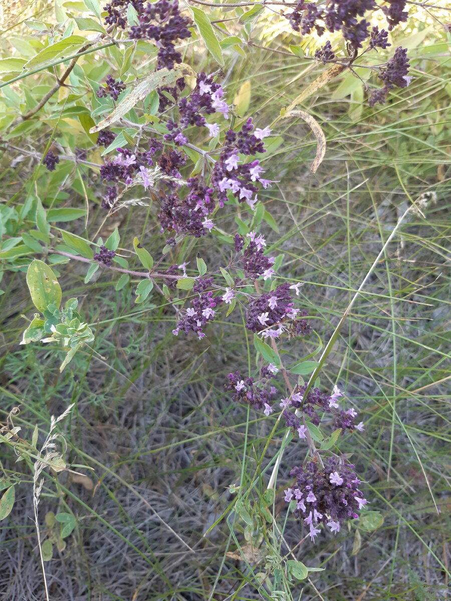 Бутоны душицы темные, а распустившиеся цветки совсем светлые. Красота!