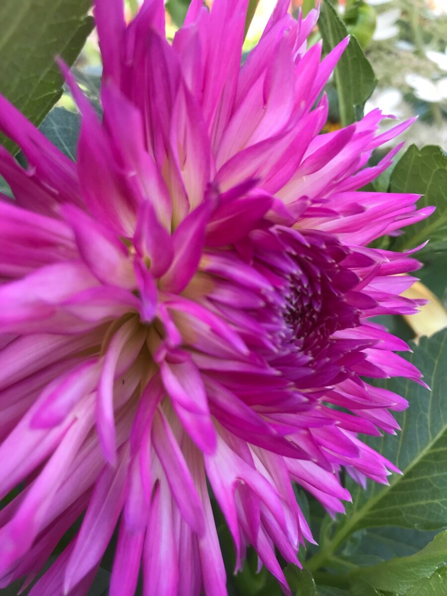 Всем любителям цветов посвящается)))