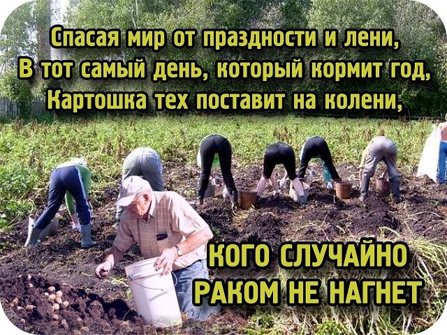 Юмор на огороде картинки