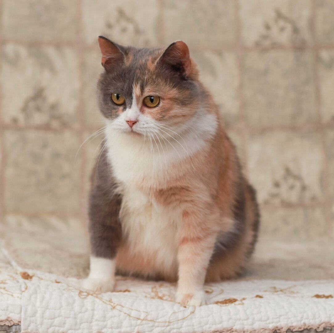 Кошка Шерил из Банды Дворян