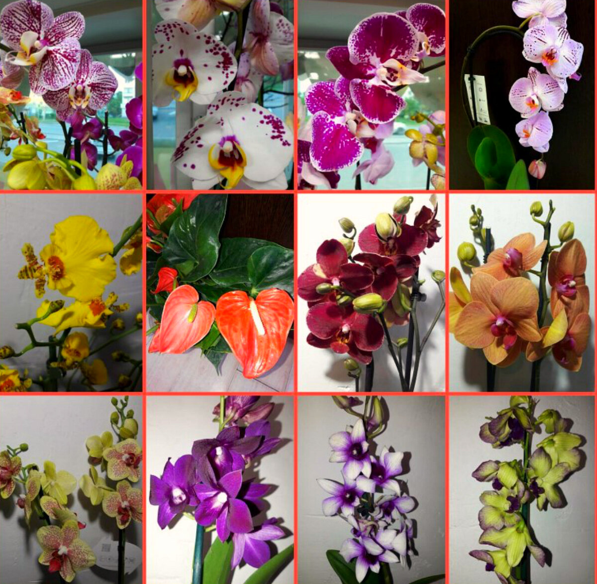 Название орхидей фаленопсис с фото по цветам