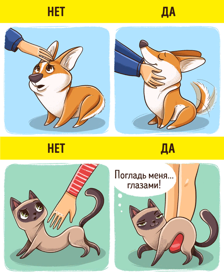 разница между кошкой и собакой. разница между кошками и собаками юмор. разница между кошками и собаками в картинках. котики против собак. кто лучше коты или собаки.