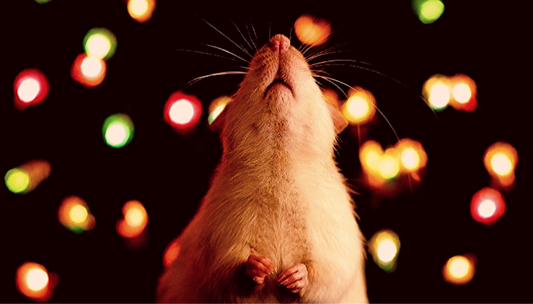 Яндекс. Картинки