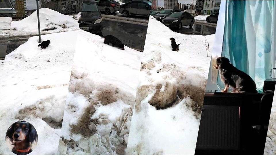 Вот так Лара делает свои дела подальше от тротуара