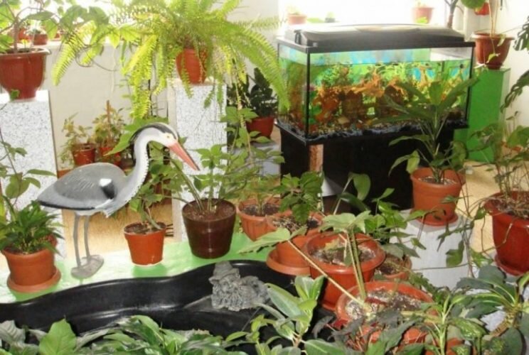 Живой уголок в школе. Иллюстрация из открытых источников