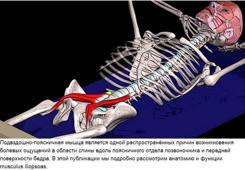 Где находится поясничная мышца. Подвздошно-поясничная мышца функции. Пояснично подвздошная анатомия. Подвздошная мышца анатомия. Поясничная мышца анатомия и подвздошно-поясничная.