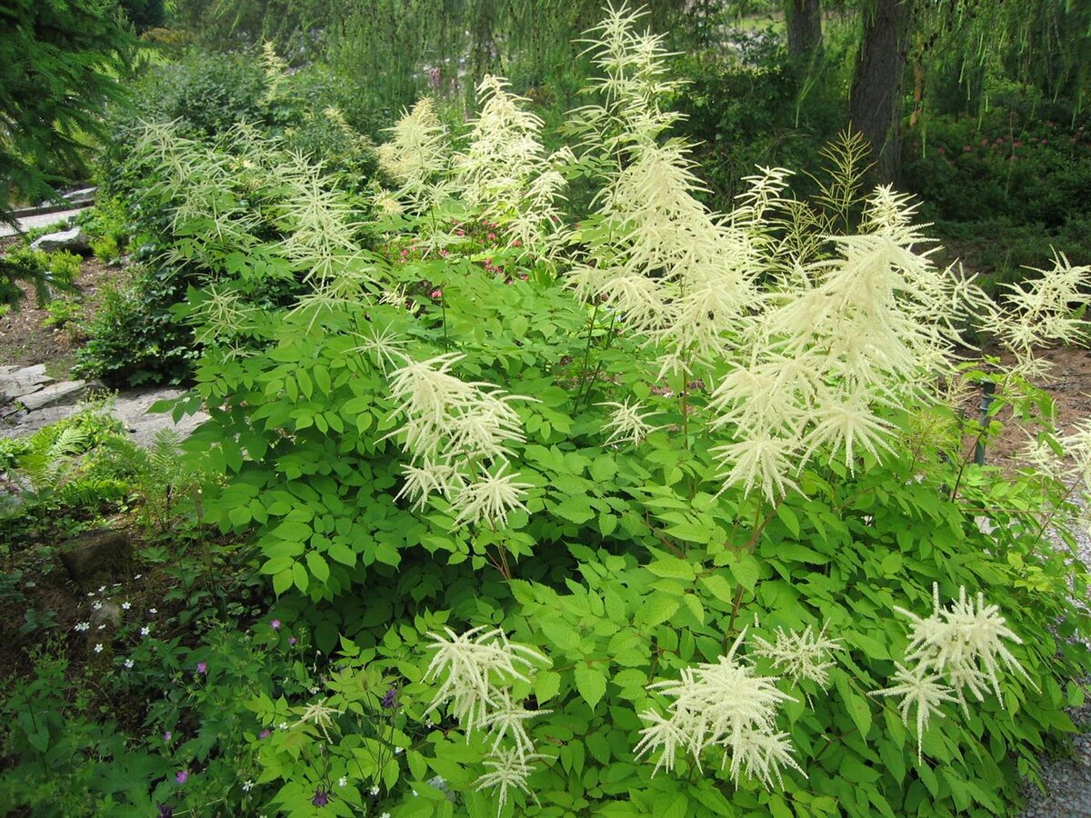 Волжанка двудомная (Aruncus dioicus)