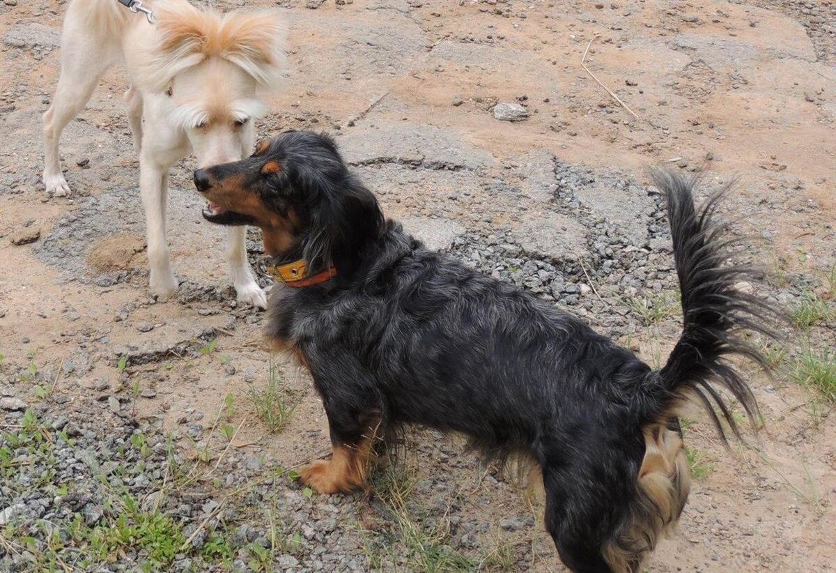 Лара, как всегда без поводка