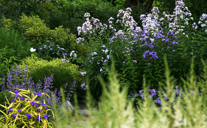 Традесканция, котовник, два сорта молочноцветкового колокольчика
