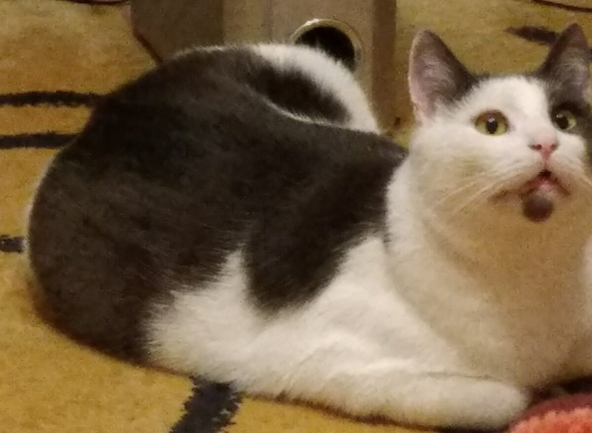 Ленин жив?....😾