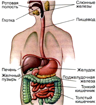 Строение пищеварительной системы человека