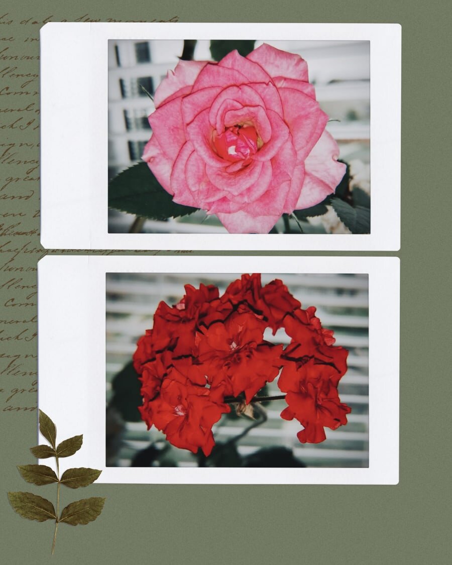 Фото моё. Мои цветы 