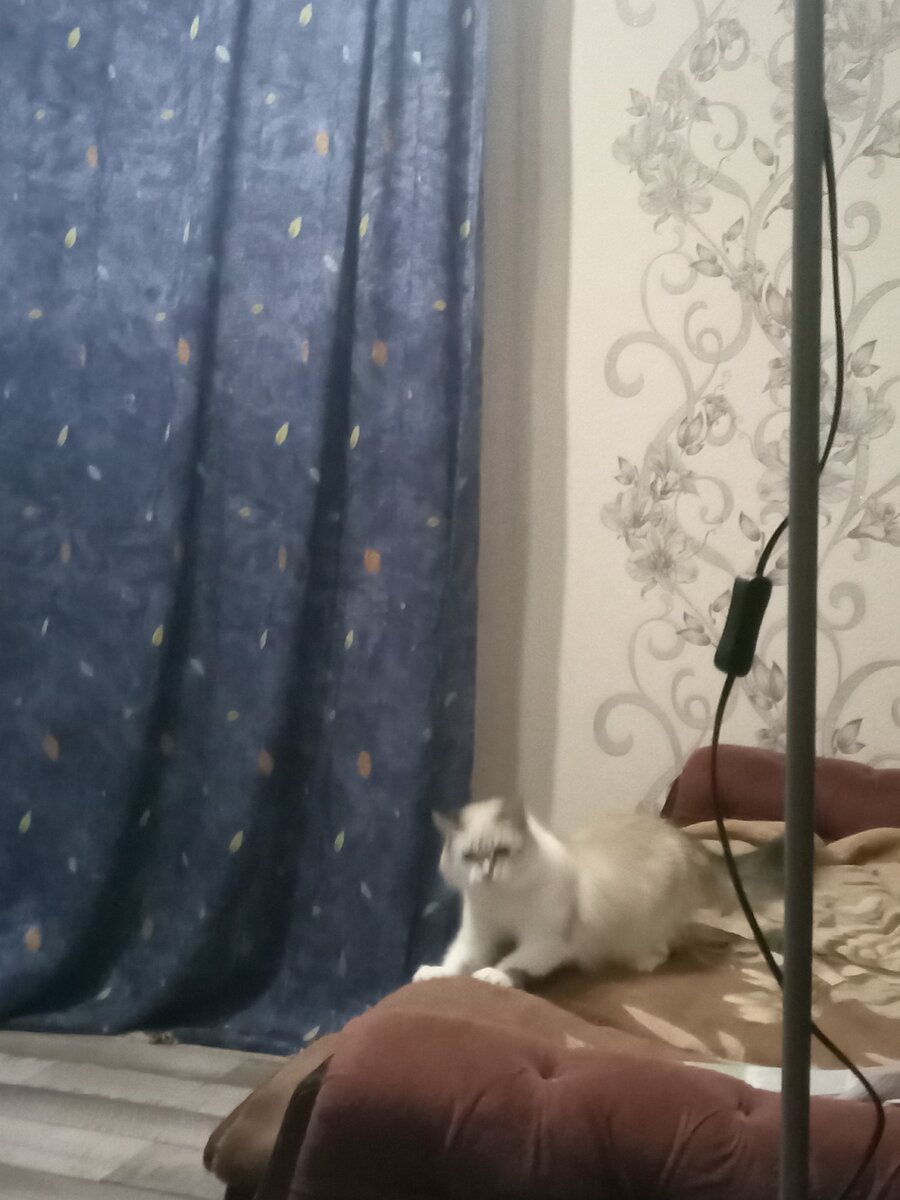 Соня играет с нашим Атиллой.