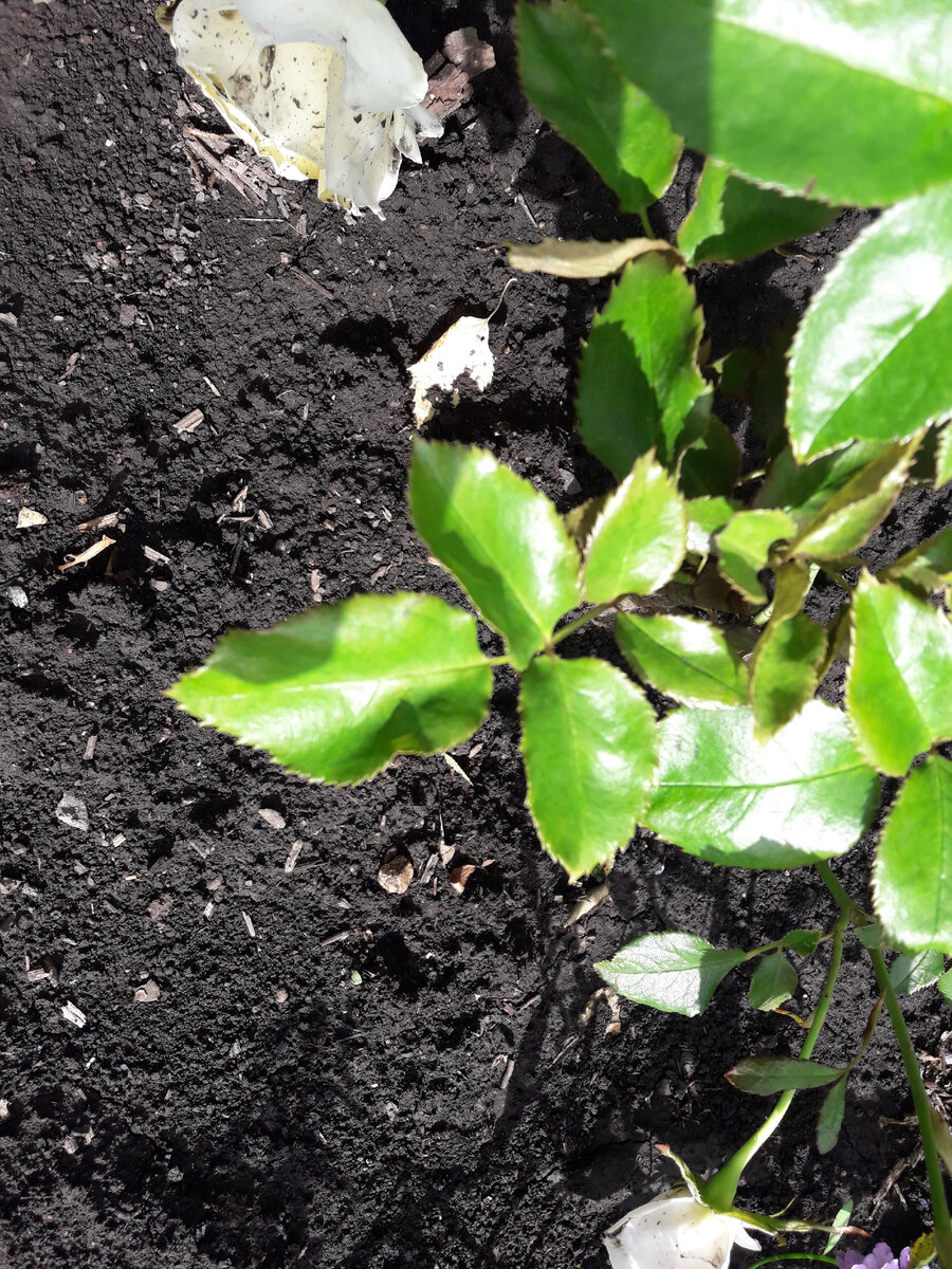 Молодой лист деформирован, хотя желтых точек и не видно