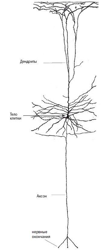 Один из нейронов гиппокампа, как его изобразил Кахаль. Он открыл, что информация поступает от дендрита одного нейрона к аксону другого. 