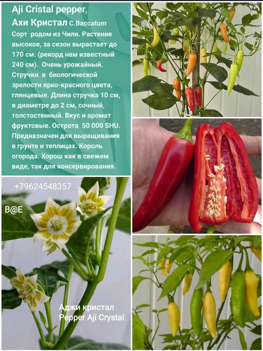Перец ягодный баккатум кап 455. Перец ягодный баккатум. Capsicum baccatum. Ягодный перец баккатум кап 455. Перец ягодный баккатум кап 455 описание и отзывы.