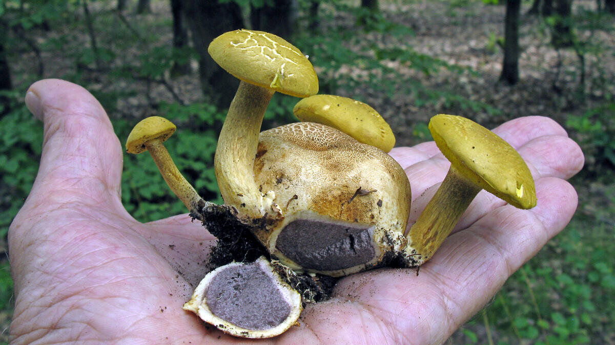 Чудо на ладони (фото пользователя Waleri)