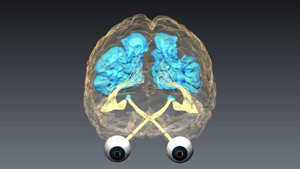 Зрительное восприятие мозг. Зрение и мозг. Зрительный анализатор в мозге. Мы видим мозгом