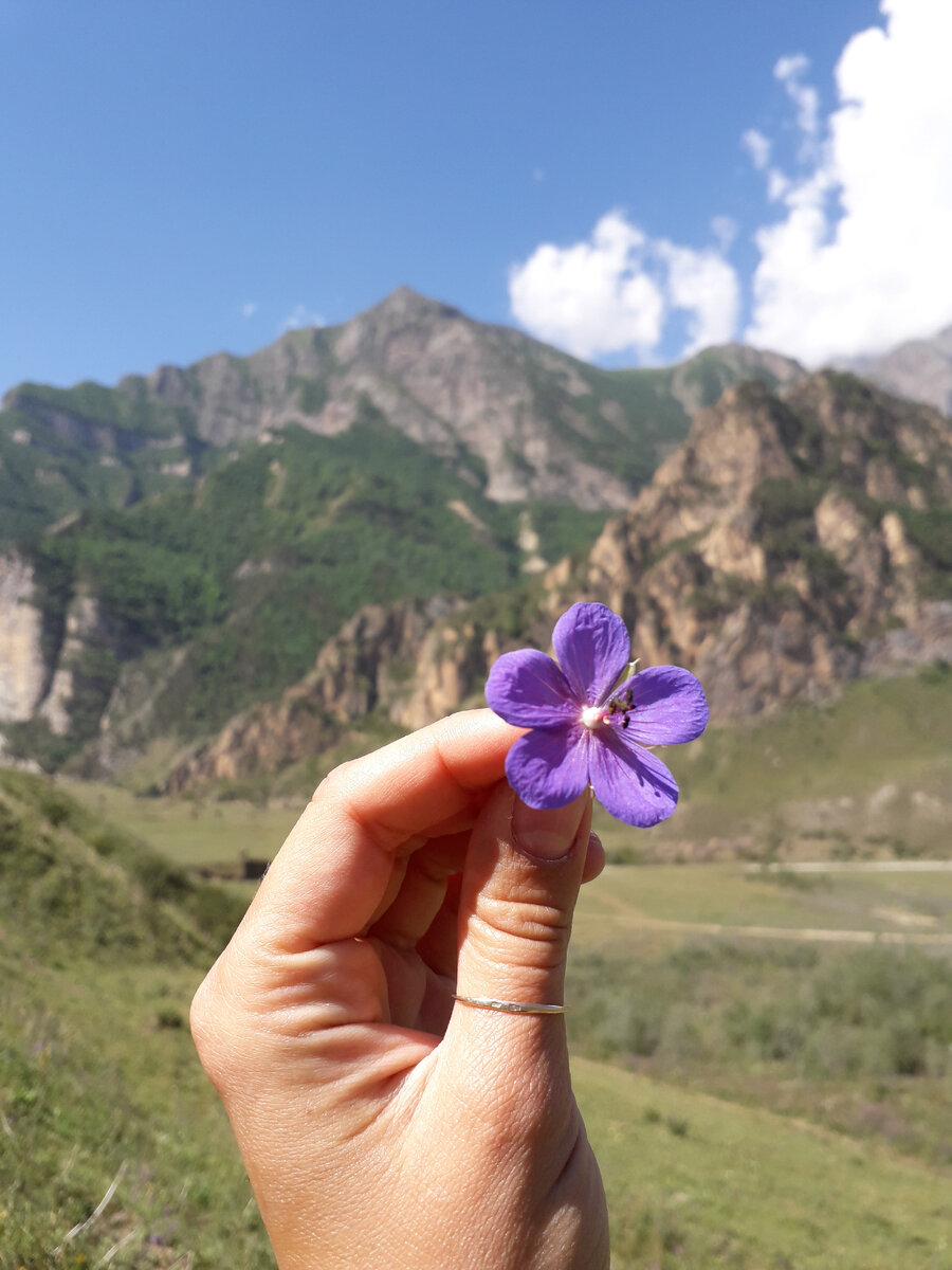 Если разбираться в травах, можно собрать "горный чай". 