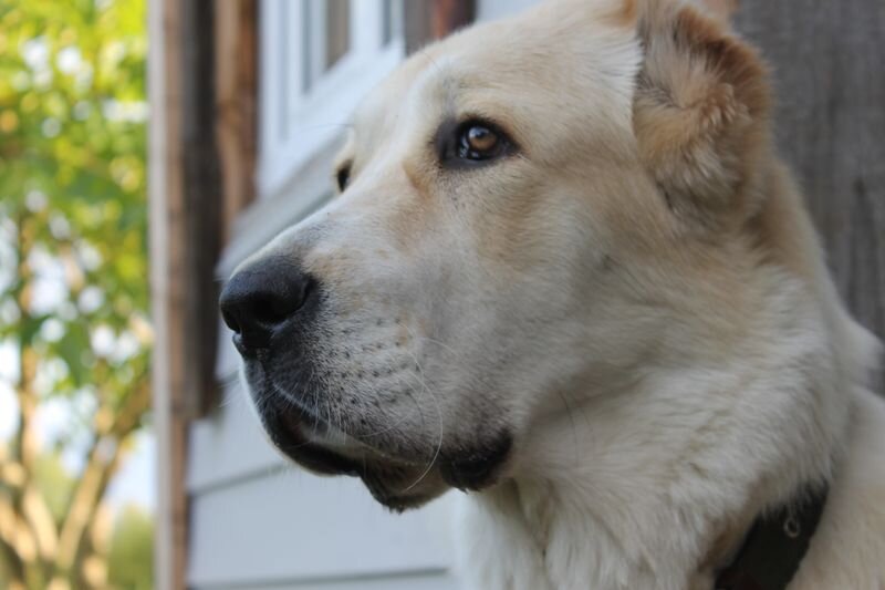 Зара за работой, отслеживает кого бы еще облизать с ног до головы